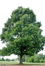 Load image into Gallery viewer, Quercus alba - White Oak