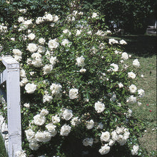 Load image into Gallery viewer, Rosa 'White Dawn' - Climbing Rose
