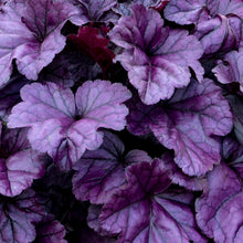 Load image into Gallery viewer, Heuchera 'Dolce Wildberry'