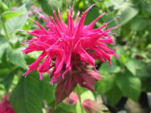 Load image into Gallery viewer, Monarda ‘Raspberry Wine’ - Beebalm