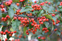 Load image into Gallery viewer, Crataegus vir. 'Winter King' - Hawthorne