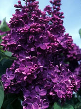 Load image into Gallery viewer, Syringa v. 'Yankee Doodle' - Lilac