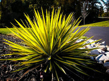 Load image into Gallery viewer, Yucca 'Color Guard'