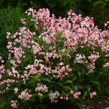 Load image into Gallery viewer, Deutzia ‘Yuki Cherry Blossom’