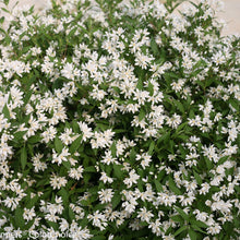 Load image into Gallery viewer, Deutzia ‘Yuki Snowflake’