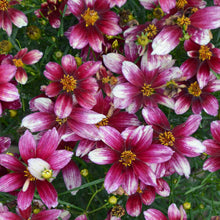 Load image into Gallery viewer, Coreopsis 'Zesty Zinger'