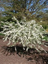 Load image into Gallery viewer, Malus sarg. “Sargent Tina”
