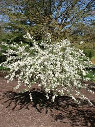 Malus sarg. “Sargent Tina”