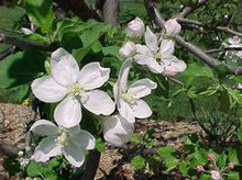 Load image into Gallery viewer, Malus 'Jonagold'
