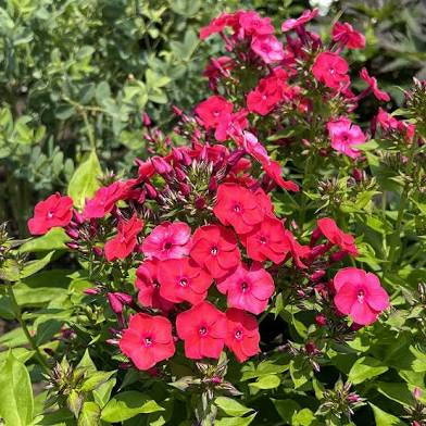 Phlox pan. ‘Sunset Coral’