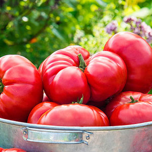 Tomato ’Mortgage Lifter’
