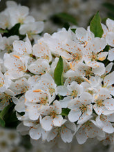 Load image into Gallery viewer, Malus sarg. “Sargent Tina”
