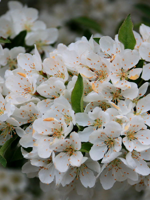 Malus sarg. “Sargent Tina”