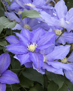 Clematis 'H F Young'