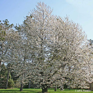 Prunus “Black Tartarian”