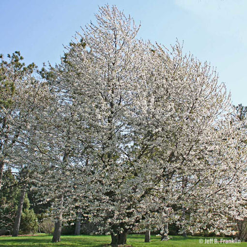 Prunus “Black Tartarian”