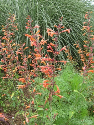 Agastache 'Apricot Sunrise’