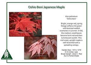 Acer palm. 'Oshio beni'