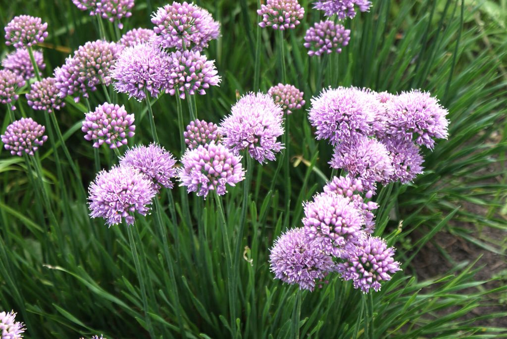 Allium peek-a-boo