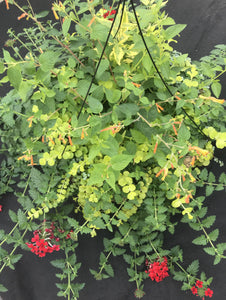 Combo HB Sun Summer Cloud, 14" Moss