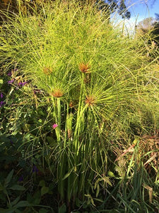 Cyperus 'Dwarf Papyrus'