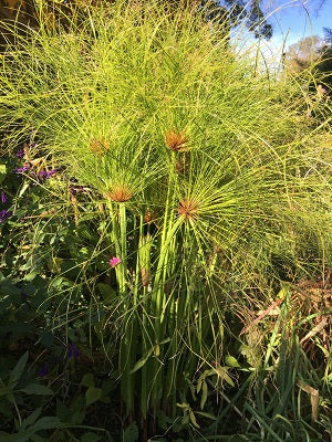 Cyperus 'Dwarf Papyrus'