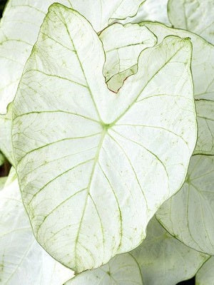 Caladium ‘Florida Moonlight’