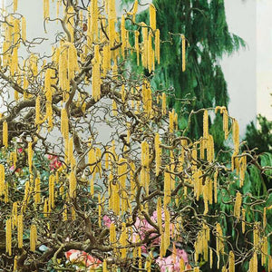 Corylus av. 'Contorta' - Harry Lauder’s Walking Stick