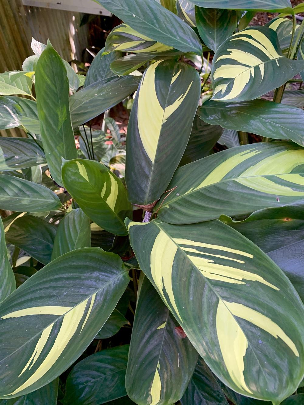 Ctenanthe lubbersii