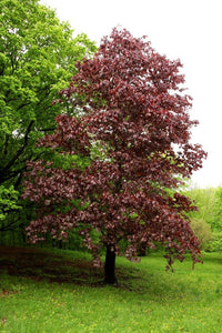 Acer plat. “Crimson King”