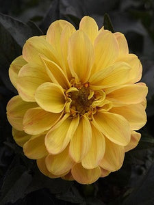 Dahlia 'CL Golden Yellow'