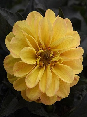 Dahlia 'CL Golden Yellow'