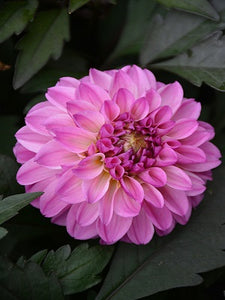 Dahlia 'CL Lavender'