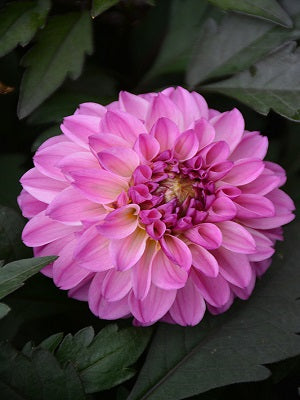 Dahlia 'CL Lavender'