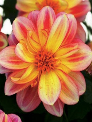 Dahlia 'Pink & Lemon'