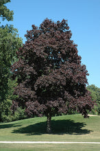 Load image into Gallery viewer, Acer plat. “Crimson King”
