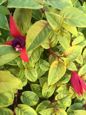 Fuchsia 'Golden Marinka'