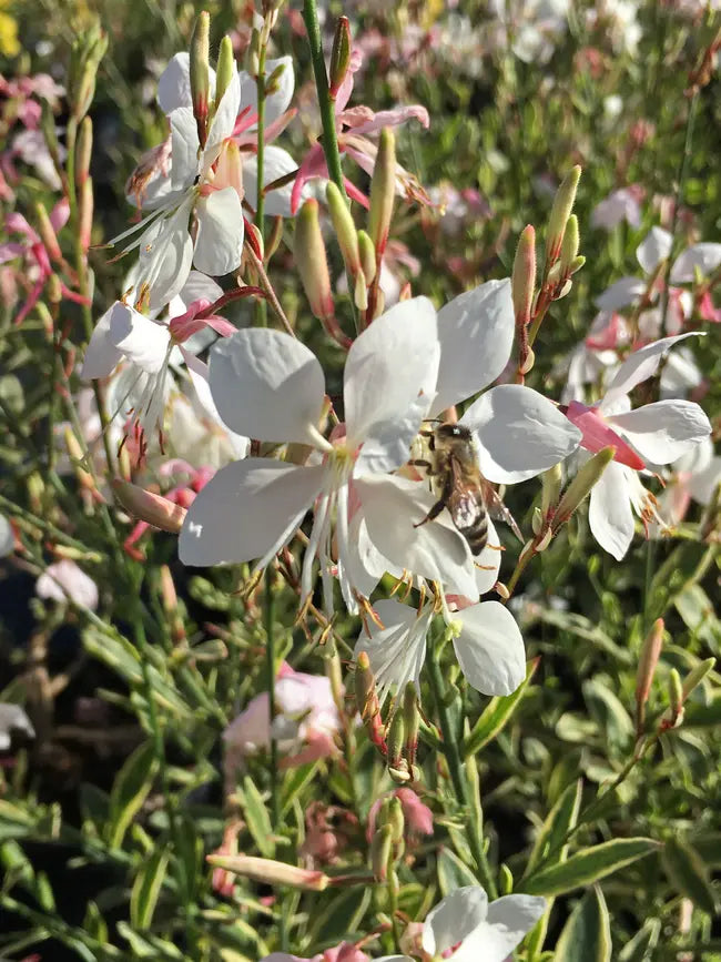 Gaura 'Silver Fountain'