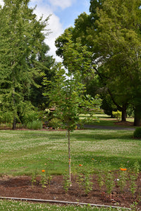 Acer saccharum 'Powder Keg' - Sugar Maple