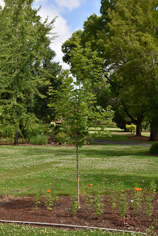 Acer saccharum 'Powder Keg' - Sugar Maple