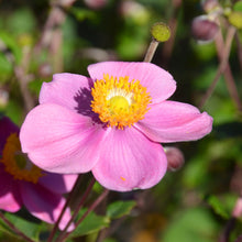 Load image into Gallery viewer, Anemone &#39;Lucky Charm&#39;

