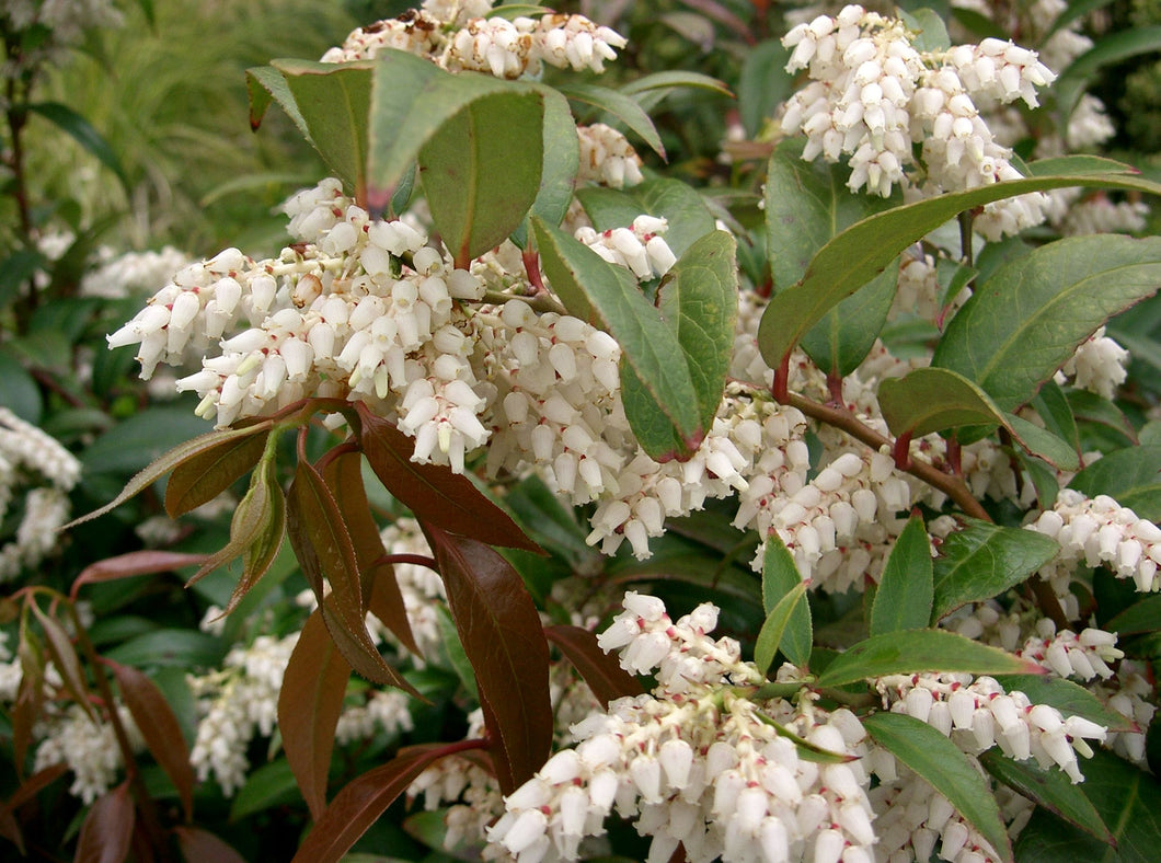 Leucothoe axillaris - Coastal Doghobble