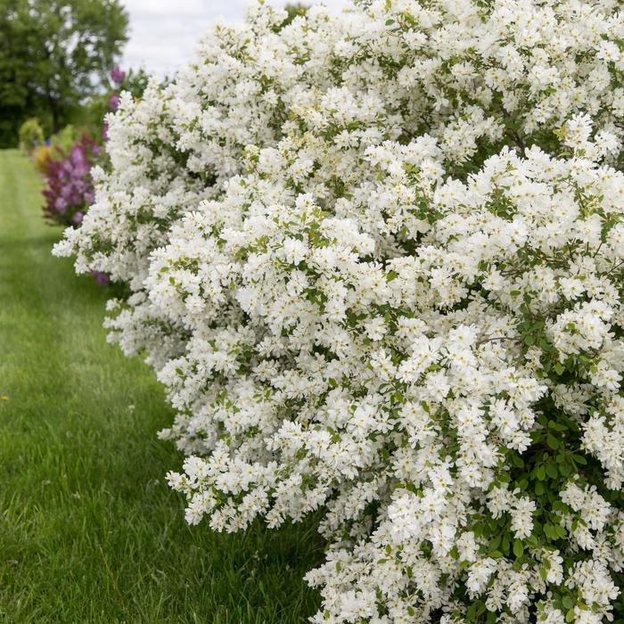 Exochorda Lotus Moon