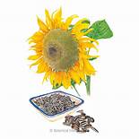 SEEDS: Sunflower - Mongolian Giant - Organic