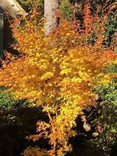 Load image into Gallery viewer, Acer palm. 'Bihou'
