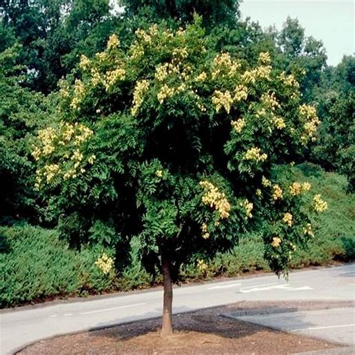 Koelreuteria paniculata - Golden Raintree