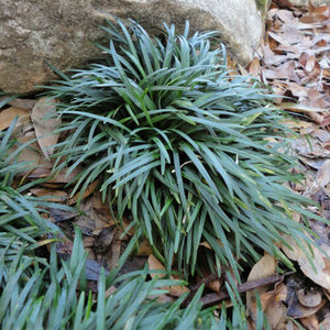 Ophiopogon 'Nana' - Dwarf Mondo Grass
