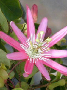 Passiflora kewensis - Passion Flower