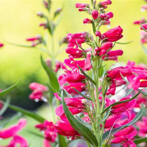 Penstemon 'Missionbells Deep Rose'