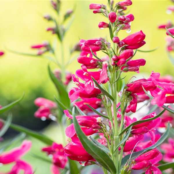 Penstemon 'Missionbells Deep Rose'